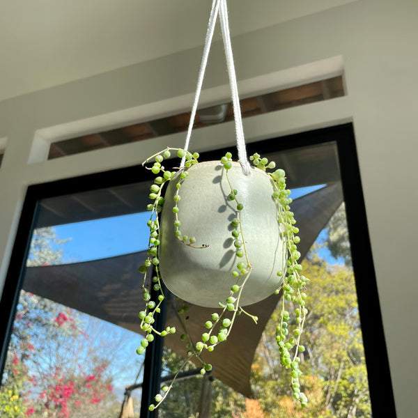 Hanging Planter in Egg