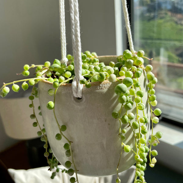 Hanging Planter in Egg