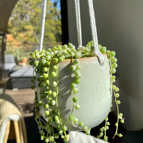 Hanging Planter in Egg